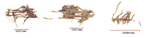 Рис. 5. Волокна шелка. / 
Fig. 5. Silk fi bers.