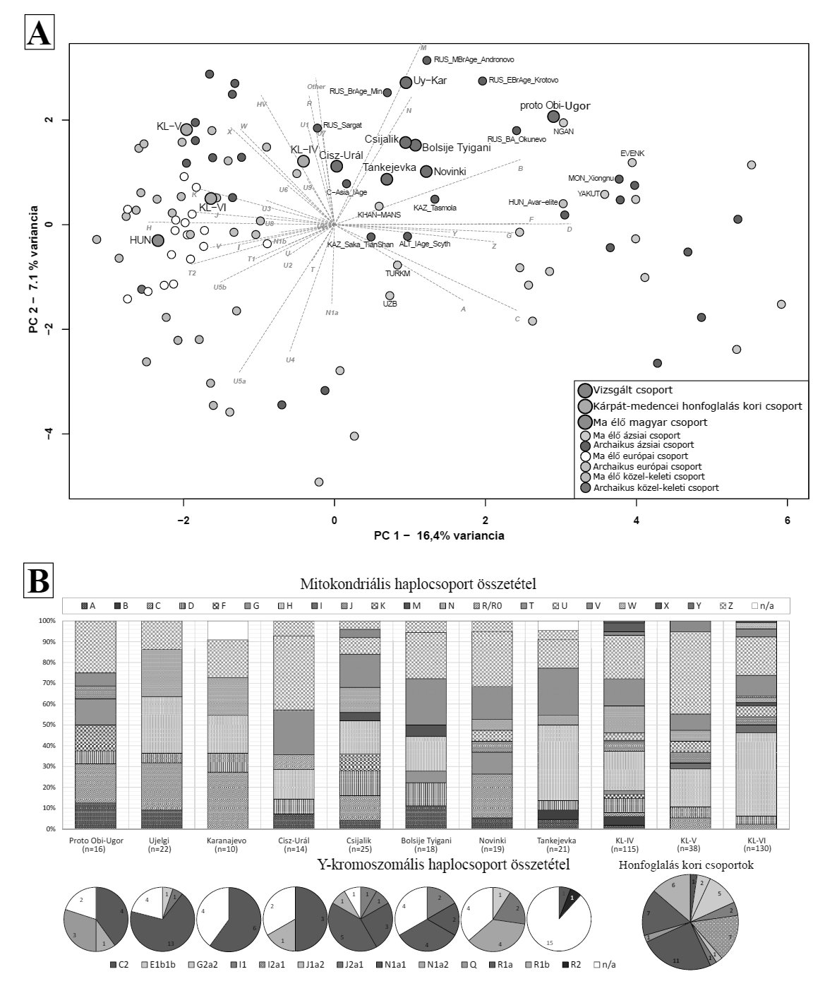 18. kép. A: Archaikus és modern eurázsiai és közel-keleti populációk anyai (mitokondriális) haplocsoport frekvenciáján alapuló PCA
analízise; B: A vizsgált csoportok mitokondriális (oszlopok) és Y-kromoszomális (kördiagramok) haplocsoport összetétele. A Kárpátmedence
honfoglalás kori csoportjainak esetében a legtöbb Y-kromoszomális adatot a KL-IV csoportból ismerjük. A KL-V és KL-VI
csoportok alulreprezentáltsága miatt ezen az ábrán összevontuk a három KL csoportot. / 
Fig. 18. A: PCA plot based on mitochondrial haplogroup frequencies of ancient and present-day Eurasian and Near-Eastern populations.
B: The mitochondrial (bar graph) and Y-chromosome (pie charts) haplogroup compositions of the analysed groups. In the case of the
Hungarian conquerors, most of the Y-chromosomal data are known from the KL-IV group. Due to the underrepresentation of KL-V and
KL-VI groups in the Y-chromosomal dataset, the conquerors were merged into one group in this figure.